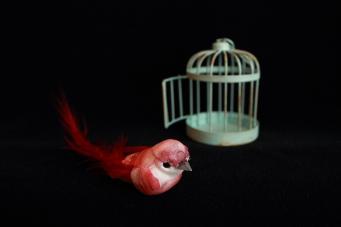 bird and cage